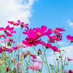 Voice Bill Narration