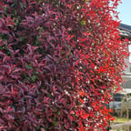 温厚男性ナレーター