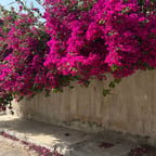 صوت عربي هادئ وواضح