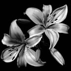 صوت قارئ القرآن