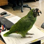 clonación de voz de loro