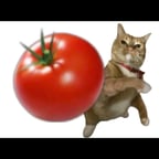 Sarjente comandante táctico MISA