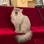 April's voice in Mandarin