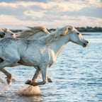 Calm Explainer Voice