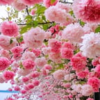 0519达人黑短袖菱方脸