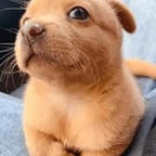 Dragon ball z narrator 