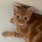 Voz Conversacional Agitada