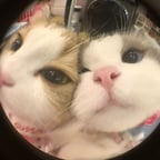 Очень Сложные Вопросы