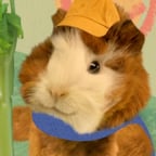 Linny the Guinea Pig (Wonder Pets)