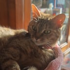 Voz Conversacional Amigable