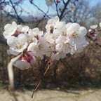 Warme Deutsche Stimme