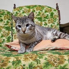 Voz do Floquinho Fofo