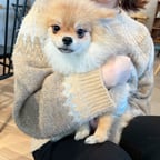 元気な案内ボイス