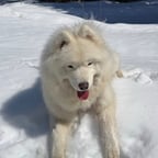 Voz Narrativa Amigable