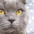 Веселий Чоловік