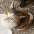 Lizzie The Cat (Meowing)