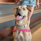 Voce masculină energică