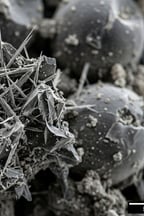 हिंदी समाचार वक्ता