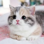 منصور السالمي