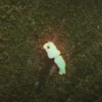 Friendly Concert-goer