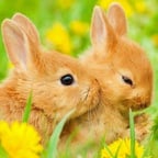 кролик Бусинка