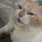 Suara saya