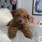 Friendly Young Voice