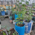 जैविक बागवान