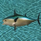 Realistic Fish Head