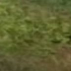 Lively Conversational Voice