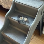 VOZ  HOMBRE MEXICANO