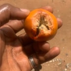 Männliche Gesprächsstimme