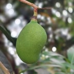 युवा हिंदी महिला