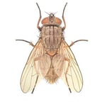 Громкий Драматический Голос