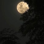 المتحدث العربي