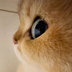 Narradora Dramática Española