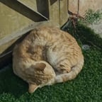 صوت الراوي العربي