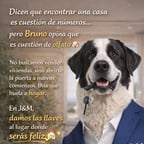 Bruno