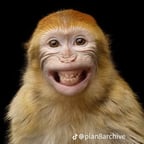 يا بلنشي يا عاطل نايم في نفريم عاطل.   قال ماشي شم