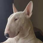 plantilla voz, bull terrier