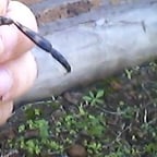 voz dominicana mujer