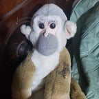 Mono de la venganza del pato