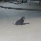 Voz Conversacional Animada