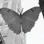 Male  transatlantic  voice