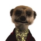 Alexander! British meerkat 
