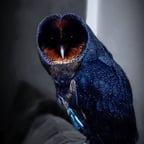 ليل المحمدي