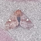 Eloquent Storyteller