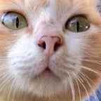 Voz Dinámica en Español