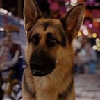 Delgado dog
