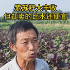农民声音